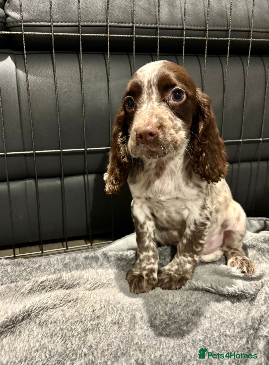 Cocker Spaniel dogs for sale: Cocker Spaniel Puppies Ready Now  - Advert 11