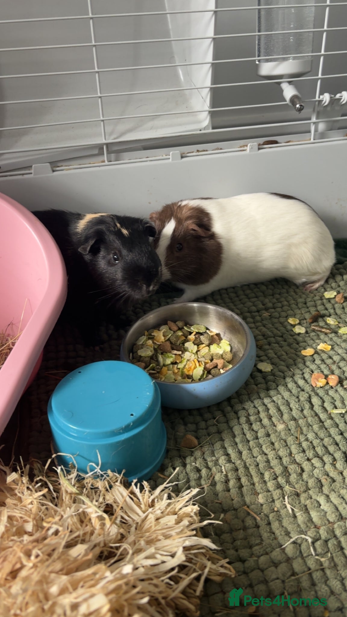 Guinea Pig rodents guinea pigs - Advert 15