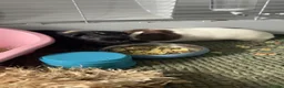 Guinea Pig rodents for sale: guinea pigs in Bodmin - Advert 1