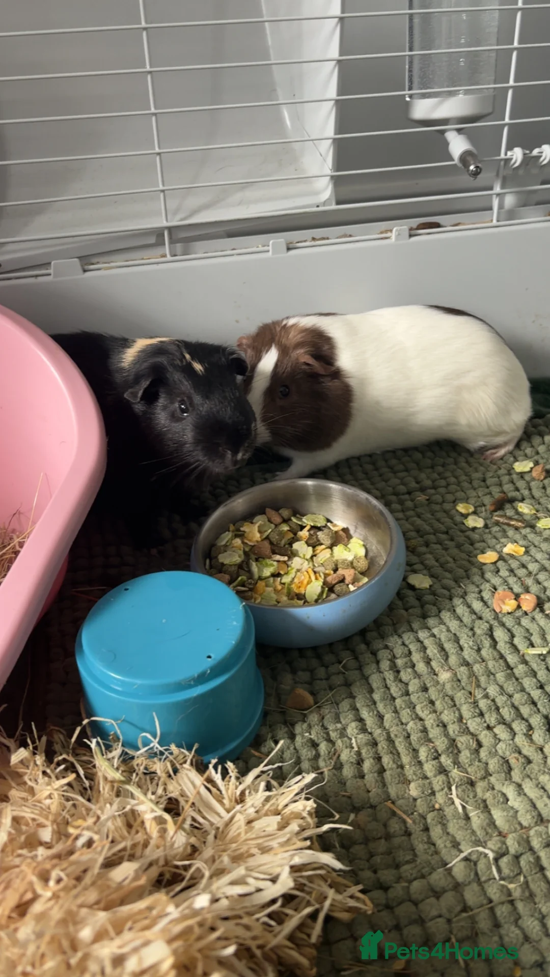 Guinea Pig rodents for sale: guinea pigs in Bodmin - Advert 1