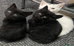 Turkish Angora cats for sale: Fluffy kittens  - Image 6