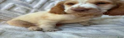 Cocker Spaniel dogs for sale: 9 Gorgeous Cocker Spaniel Puppies For Sale! - Advert 33