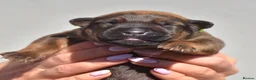 Mixed Breed dogs for sale: 🔥 PH1 BULLHERDERS BREEDING 🔥 - Advert 9