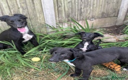 Mixed Breed dogs for sale: Saluki Lurcher pups - Image 10