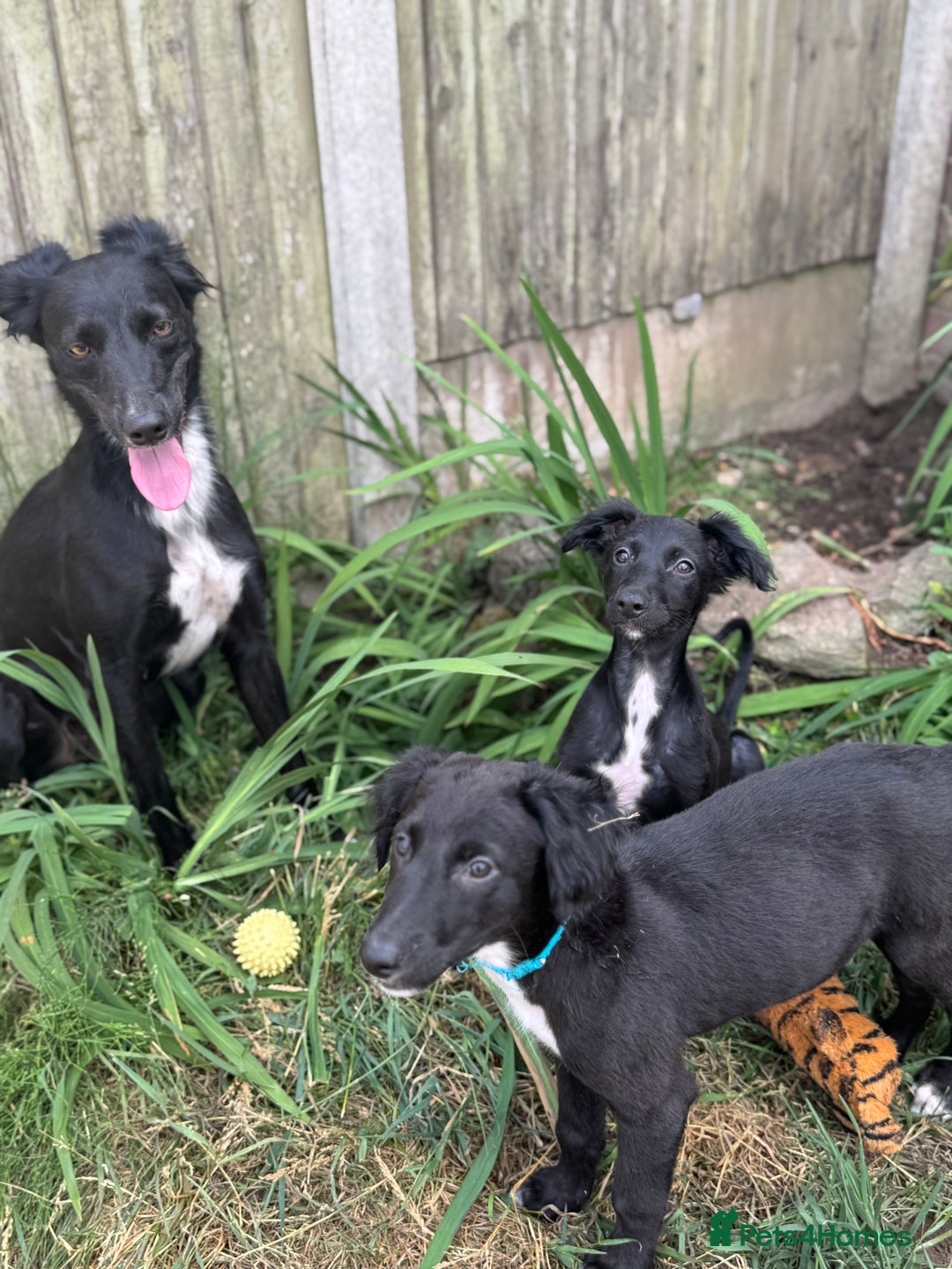 Mixed Breed dogs for sale: Saluki Lurcher pups - Image 10
