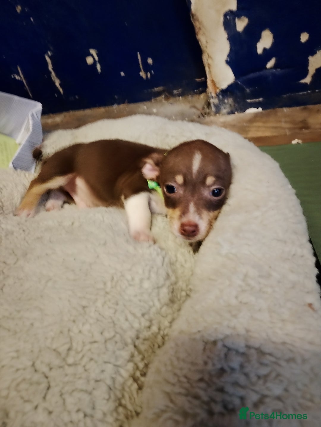 Mixed Breed dogs for sale: Four bueatuful pups forsale  - Advert 1