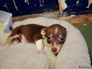 Mixed Breed dogs Four bueatuful pups forsale - Advert 1