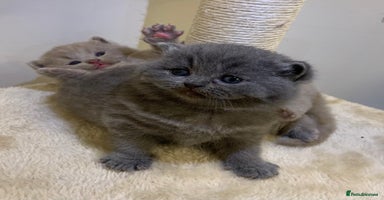 British Shorthair cats - Advert 2