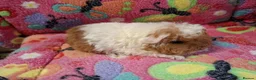 Guinea Pig rodents for sale: Baby Boars In Different Breeds  - Advert 14