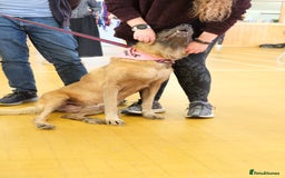 Mixed Breed dogs for adoption: Ava. Norwich Norfolk  - Image 22