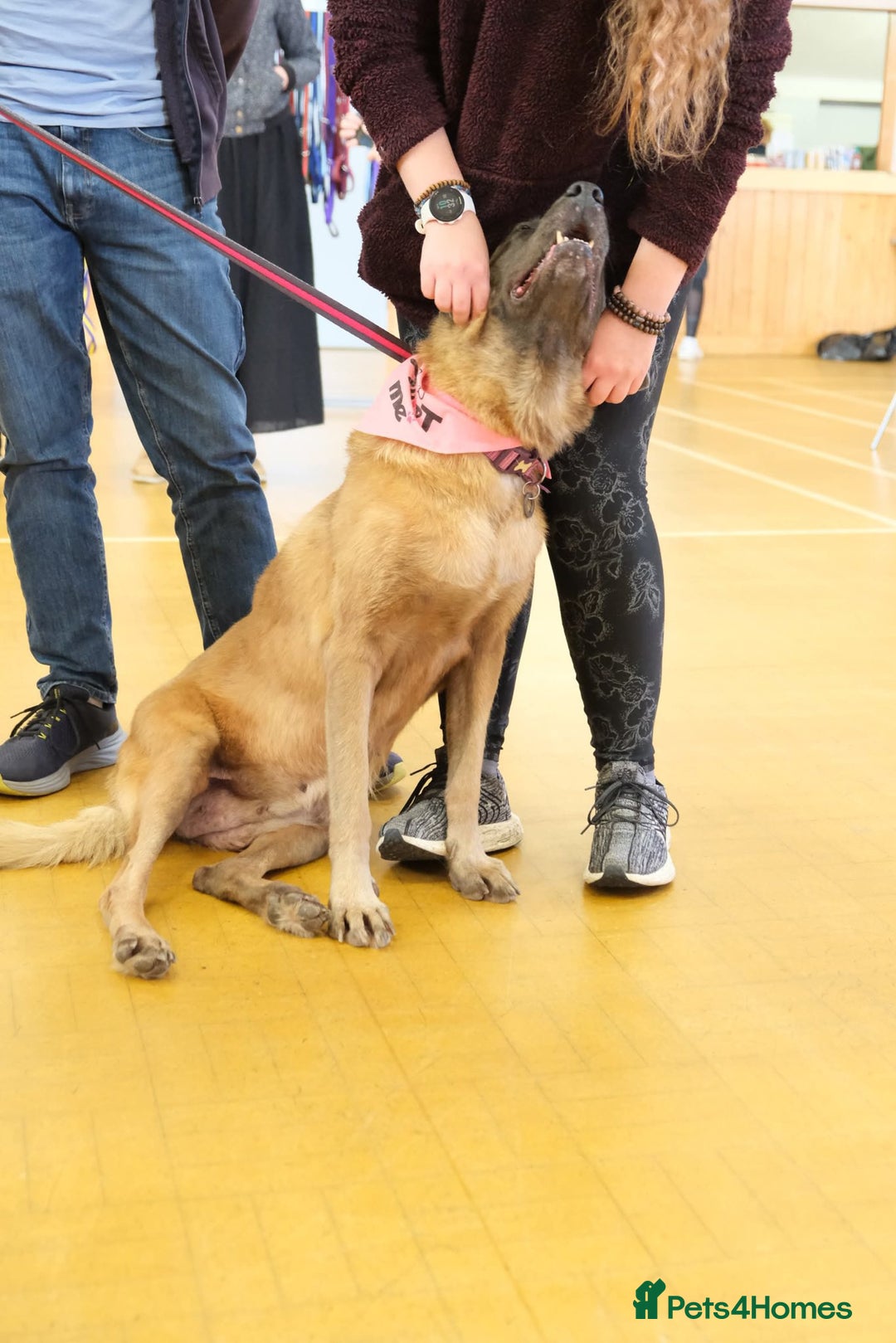 Mixed Breed dogs for adoption: Ava. Norwich Norfolk  - Image 22