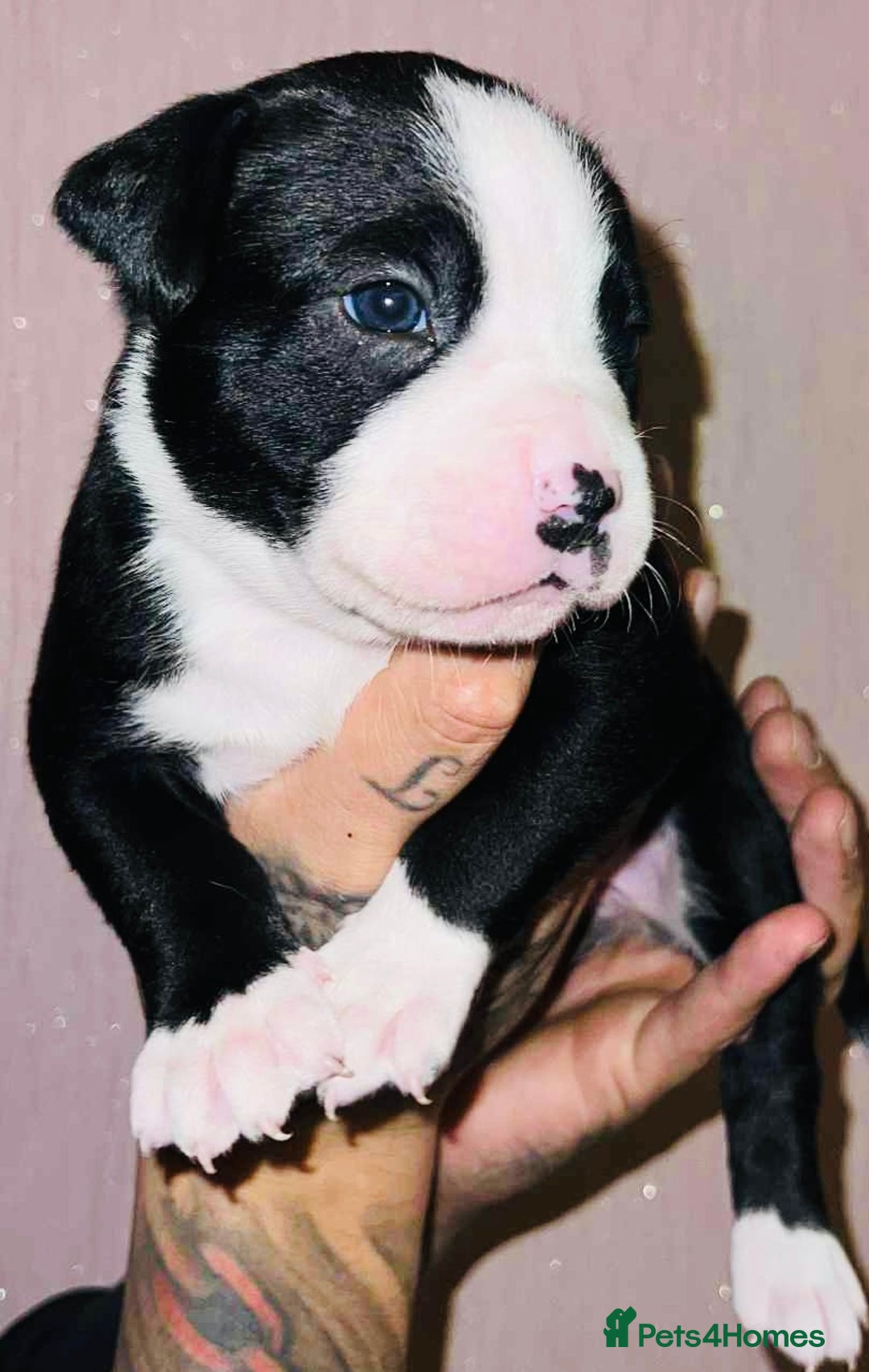 Staffordshire Bull Terrier dogs for sale: Beautiful Puppies Are  Looking For New Home :) - Advert 8
