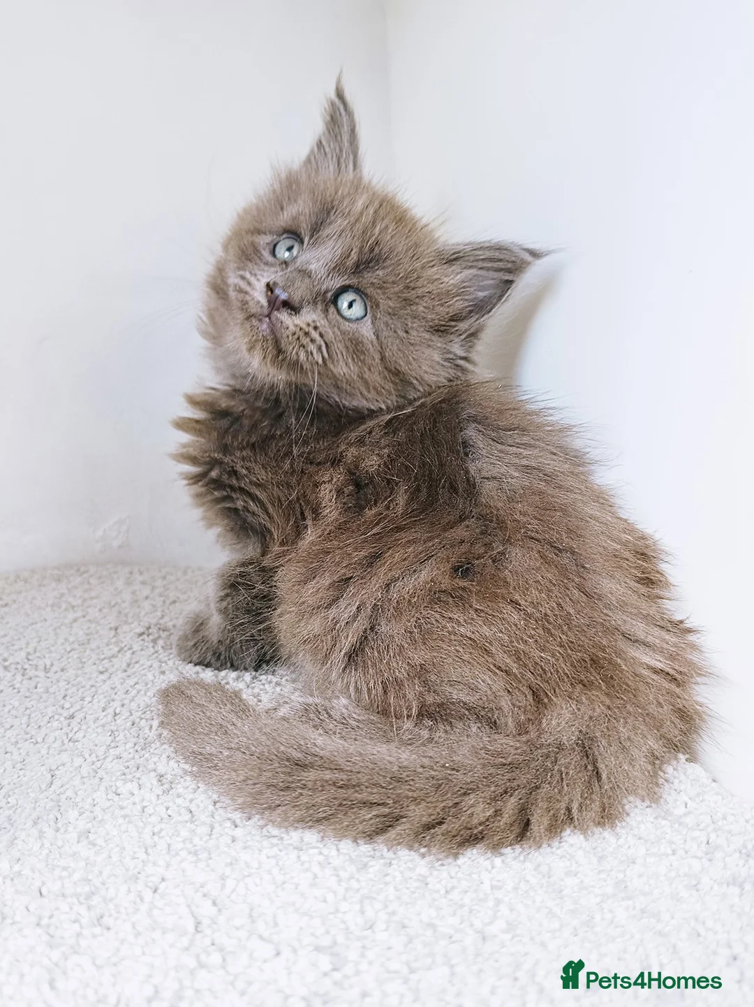 Maine Coon cats for sale: Blue maine coon kittens -DNA health tested parents - Advert 2