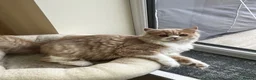 British Longhair cats for sale: Adorable girl - Advert 4