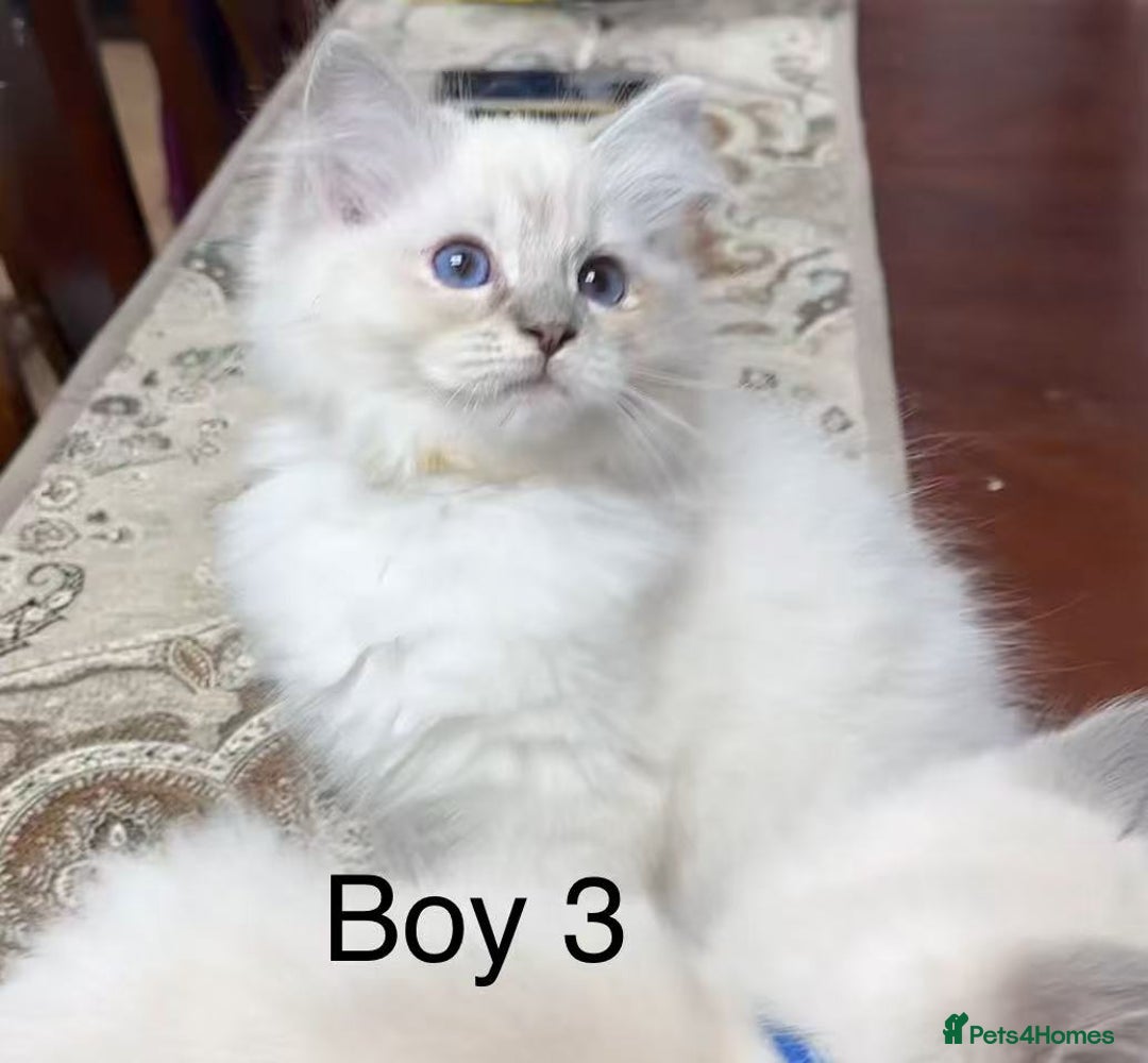 Ragdoll cats for sale: Ragdoll kittens for sale - Advert 6