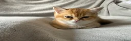 British Shorthair cats for sale: 🐾 Champion Bloodline BSH Golden Kittens 🐾 - Advert 22