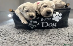 Golden Retriever dogs for sale: Cream Golden Retriever Puppies  - Image 13
