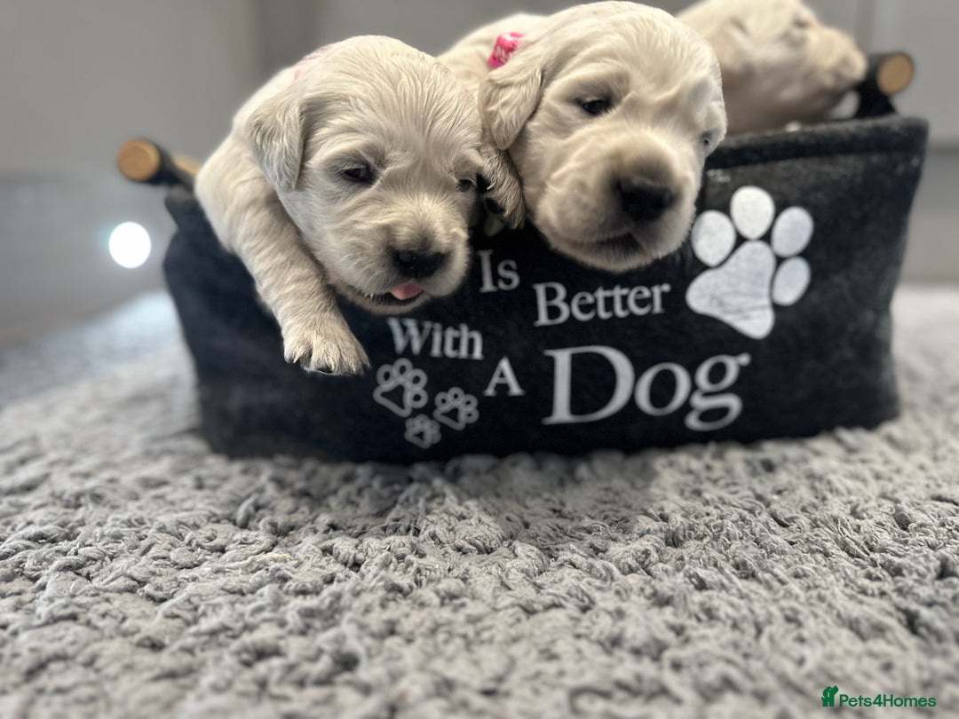 Golden Retriever dogs for sale: Cream Golden Retriever Puppies  - Image 13
