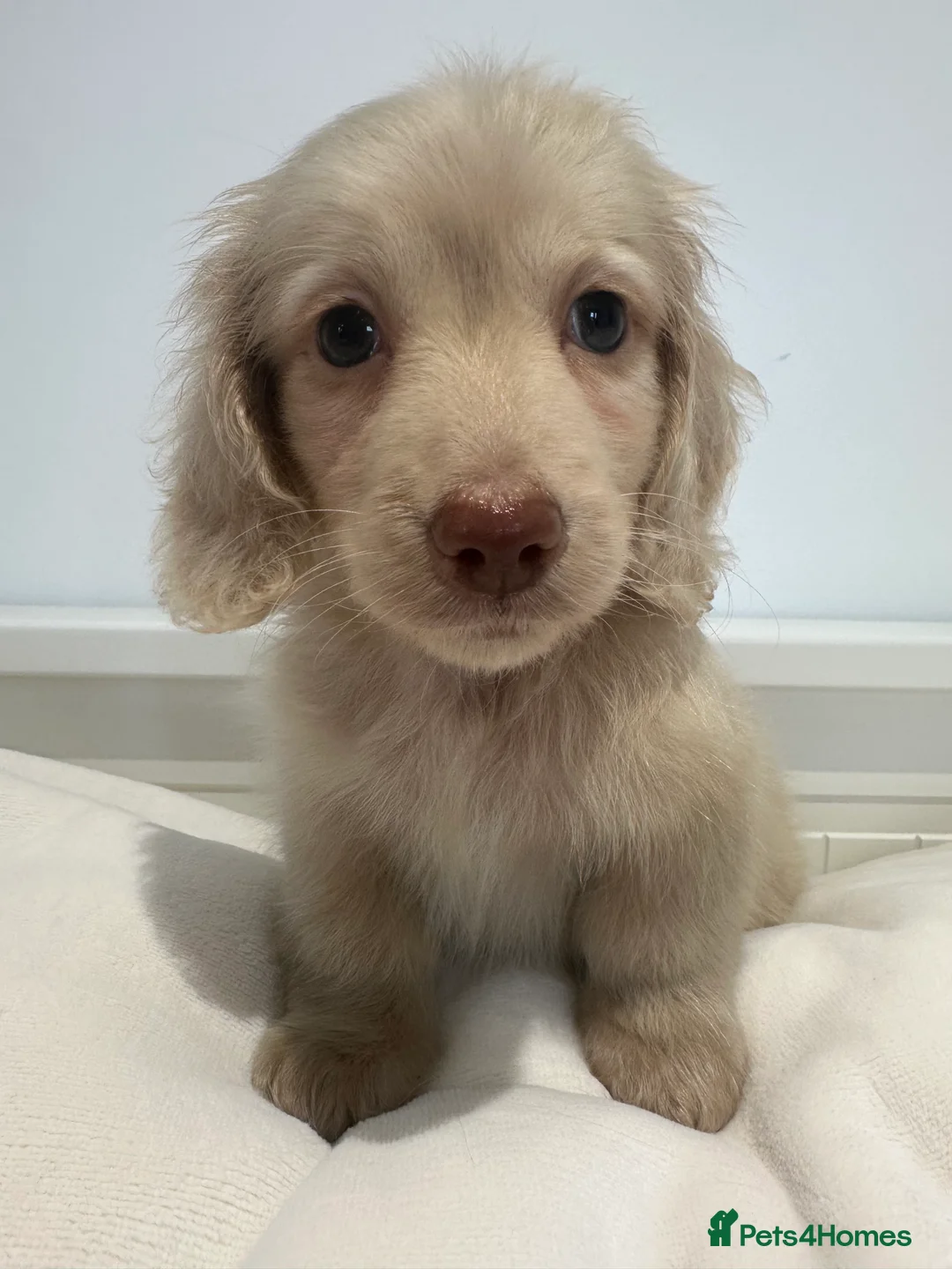 Miniature Dachshund dogs for sale: 👑CREAM LONG HAIRED DACHSHUNDS 👑 - Advert 17