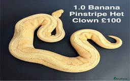 Python Snake reptiles for sale: Royal Pythons  - Advert 3