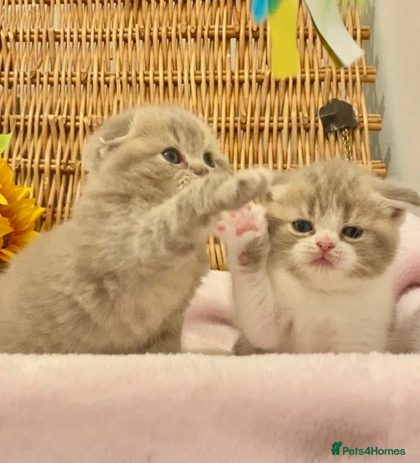 Scottish Fold cats 🧸QUALITY TICA REG FAWN SCOTTISH/BSH 😻🧸 - Advert 2