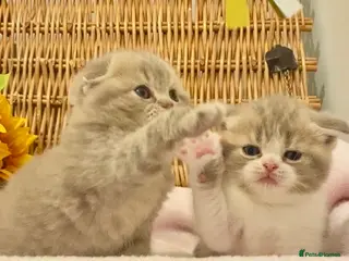 Scottish Fold cats 🧸QUALITY TICA REG FAWN SCOTTISH/BSH 😻🧸 - Advert 1