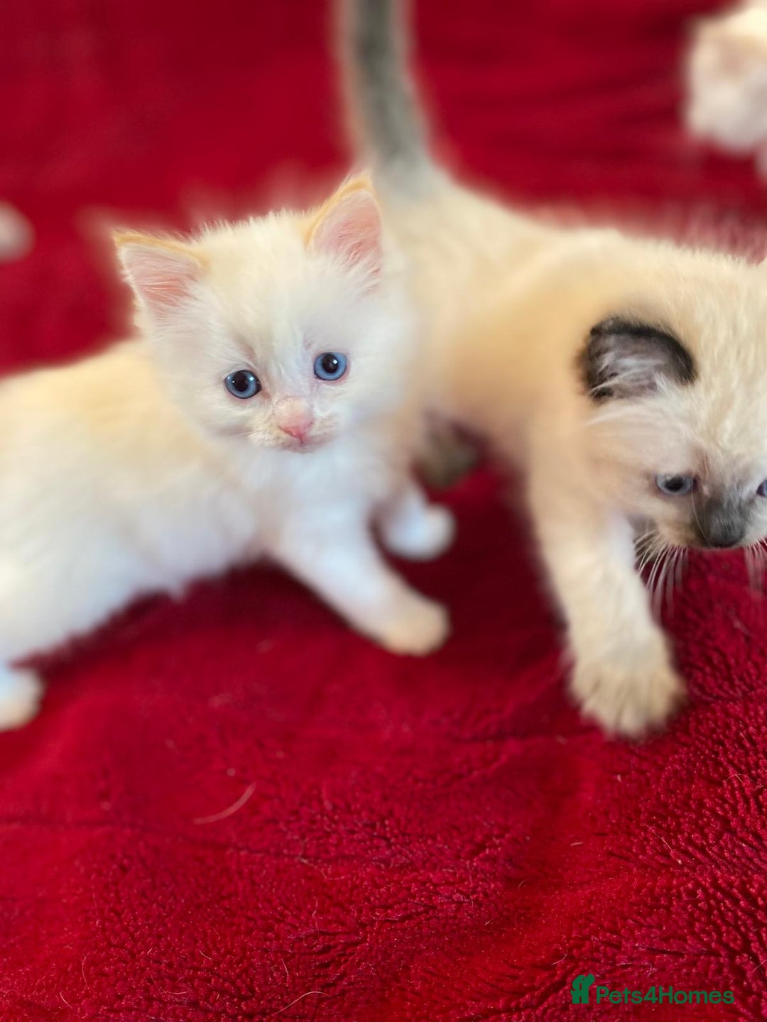 Ragdoll cats for sale: Beautiful Flame/ Cream Ragdoll kittens - Advert 15
