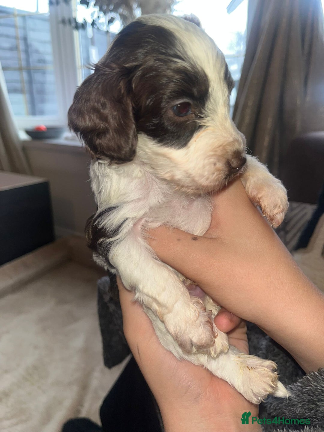 Cockapoo dogs for sale: Beautiful cockapoo puppys  - Advert 15