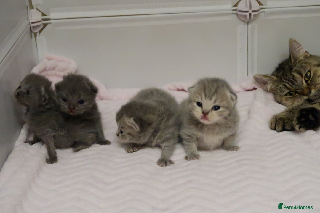 British Shorthair cats for sale: Solid Blue & Blue Golden Spotted Tabby Kittens - Image 16