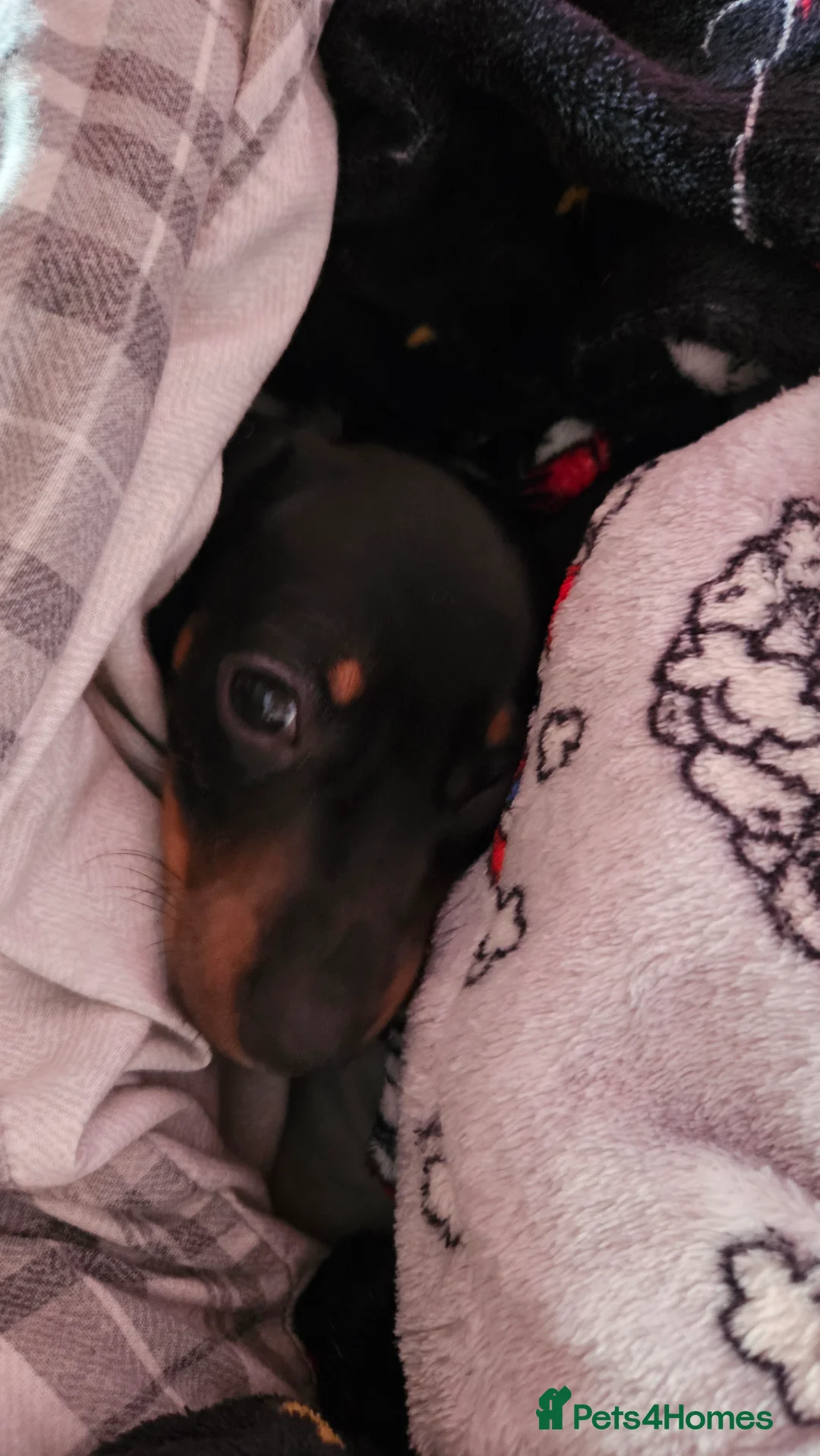 Miniature Dachshund dogs for sale: 12 week old miniature dachshund - Advert 4