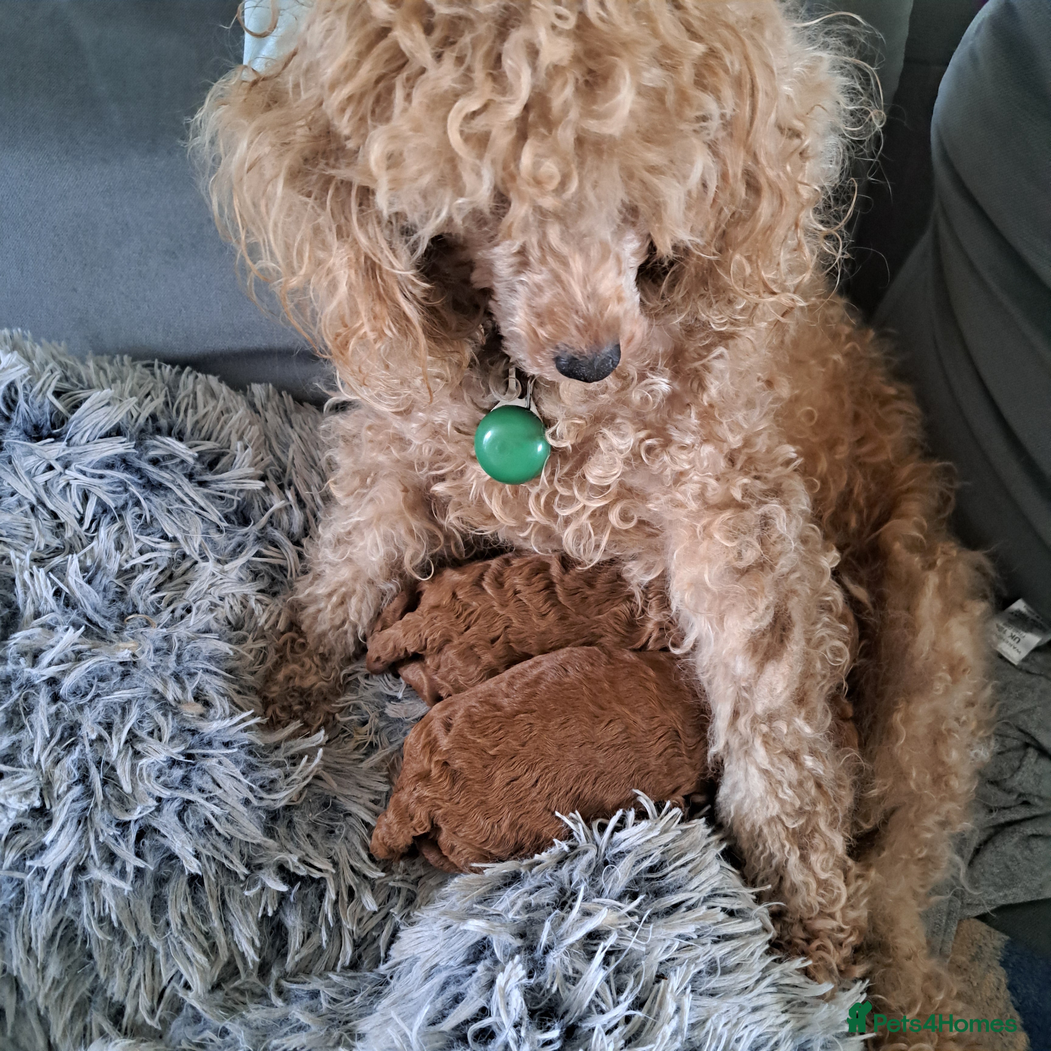 Toy Poodle dogs Fox Red boy red girl kc reg 1600 - Advert 1