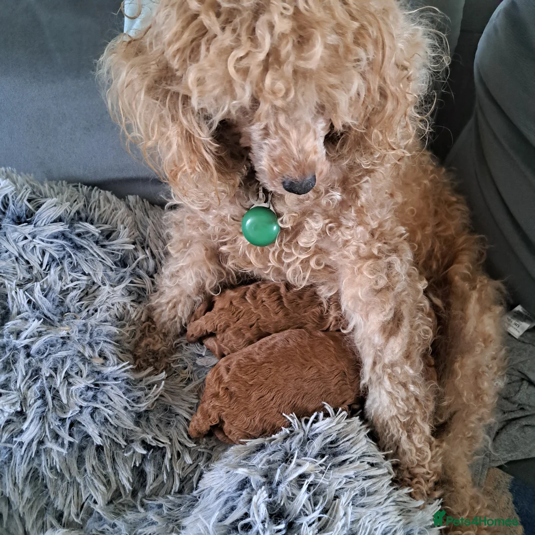 Toy Poodle dogs for sale: Fox Red boy red girl kc reg 1600 - Advert 1