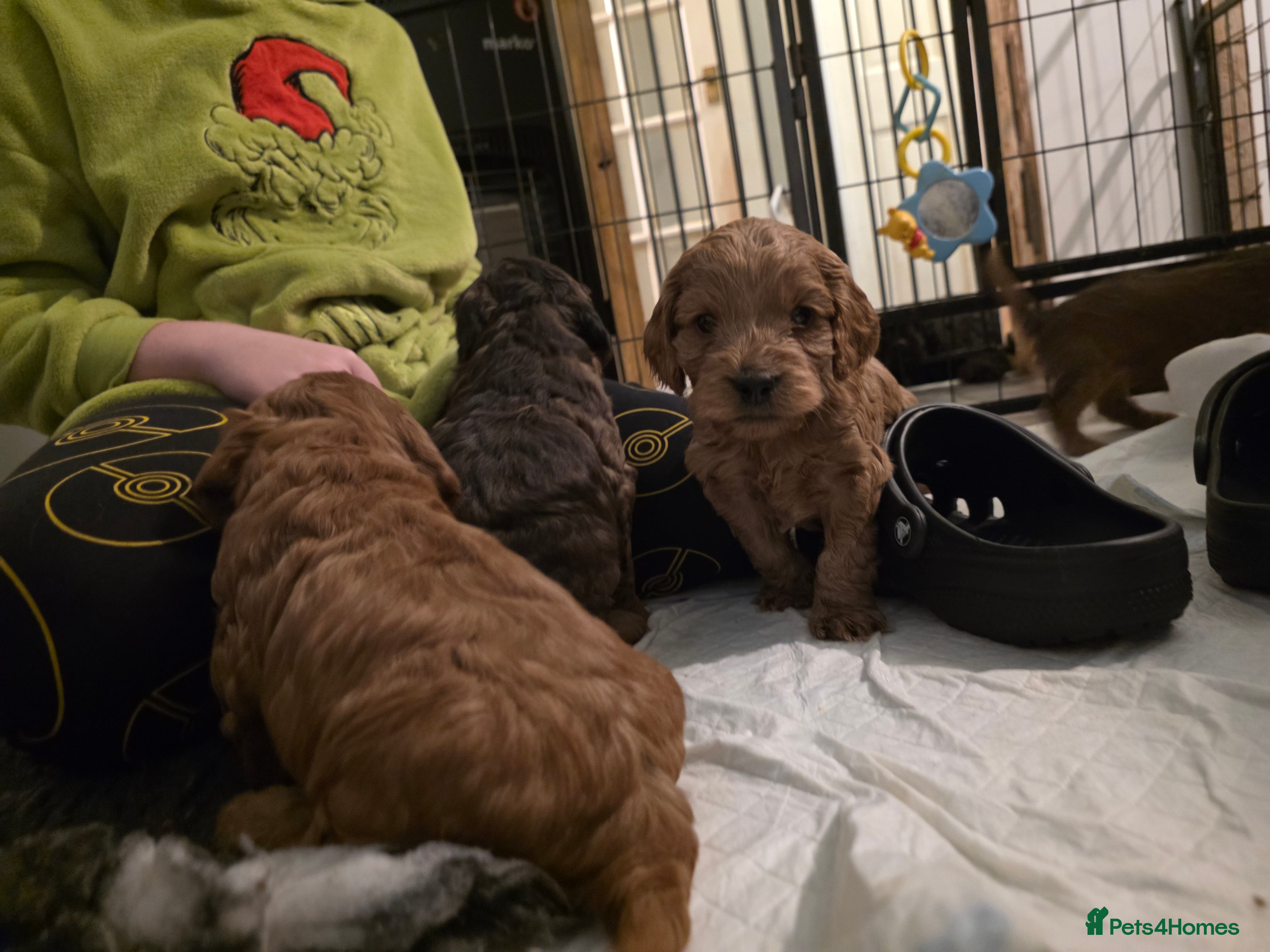 Cockapoo dogs Beautiful F1 Cockapoo Puppies - Advert 6