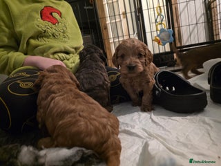 Cockapoo dogs Beautiful F1 Cockapoo Puppies - Advert 15