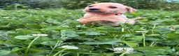 Labrador Retriever dogs for sale: Labrador pups ready to go Friday  - Advert 9