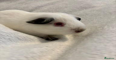 Guinea Pig rodents - Advert 16