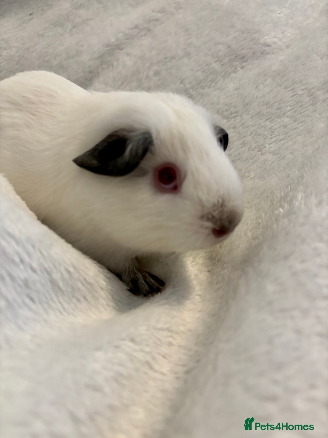 Guinea Pig rodents for sale: Male Californian guinea pig - Image 3