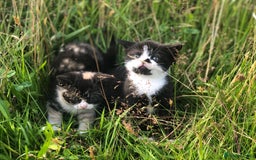 British Shorthair cats for sale: Gorgeous British Shorthair X kittens  - Image 8