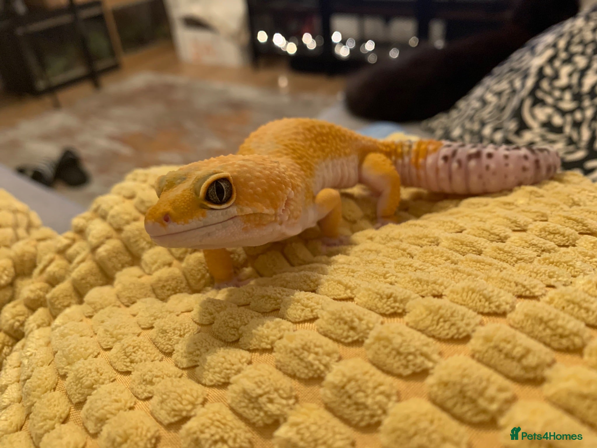 Leopard Gecko reptiles 8 year old leopard gecko + full set up  - Advert 8