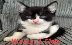 Mixed Breed cats for sale: 5 happy healthy kittens  - Image 2