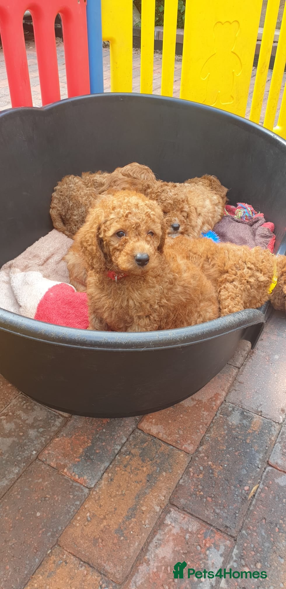 Cockapoo dogs Ready to go  - Advert 6