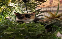 British Shorthair cats for sale: British Shorthair x Kittens  - Image 7