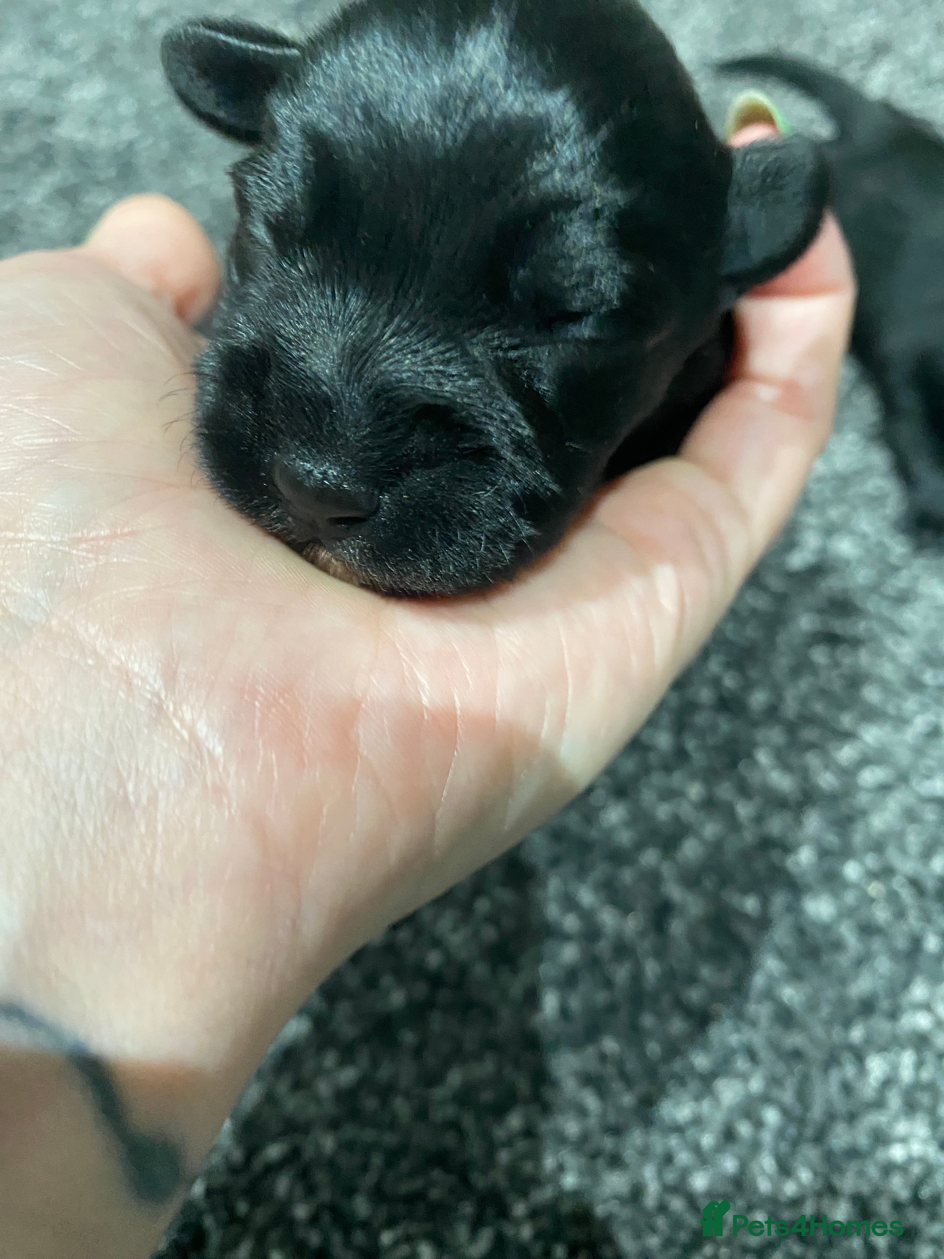 Miniature Schnauzer dogs Beautiful Miniature Schnauzers 2 x Black Girls  - Advert 2