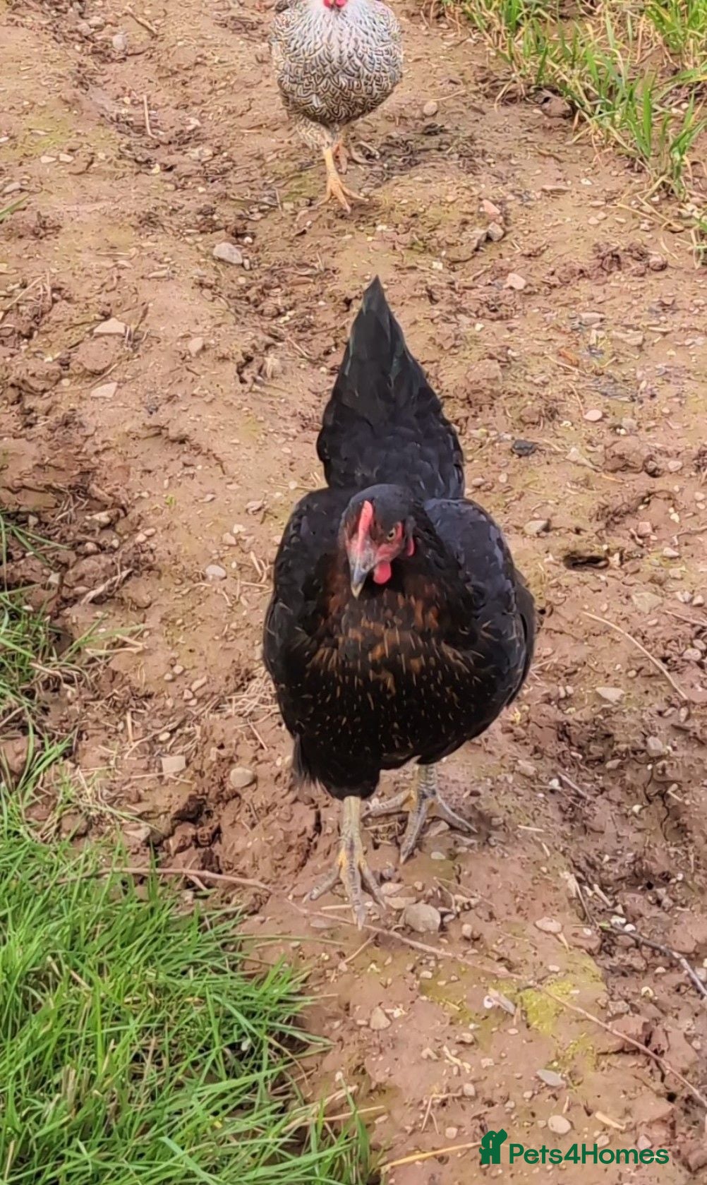 Chickens poultry Two Rhode Rocks for sale  - Advert 1
