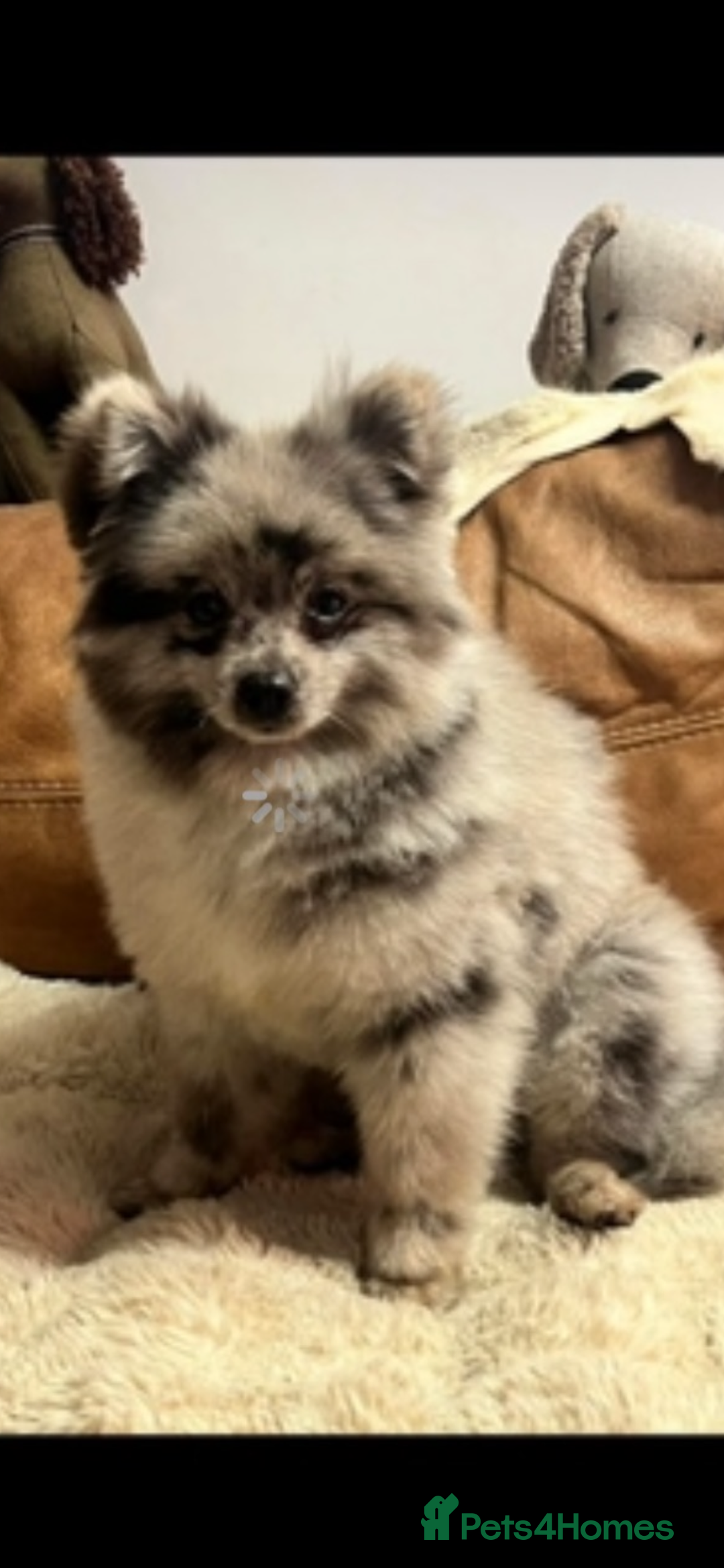 Mixed Breed dogs for sale: stunning fluffy Pomshi - Advert 12