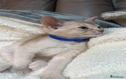 Abyssinian cats for sale: Ready to go TODAY! Delivery ✅ Neutered ✅ - Image 7