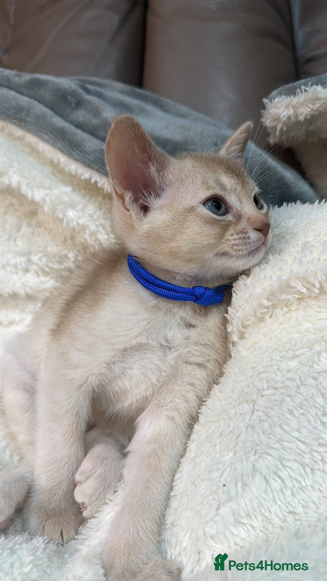 Abyssinian cats for sale: Ready to go TODAY! Delivery ✅ Neutered ✅ - Image 7