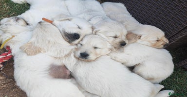 Golden Retriever dogs - Advert 2
