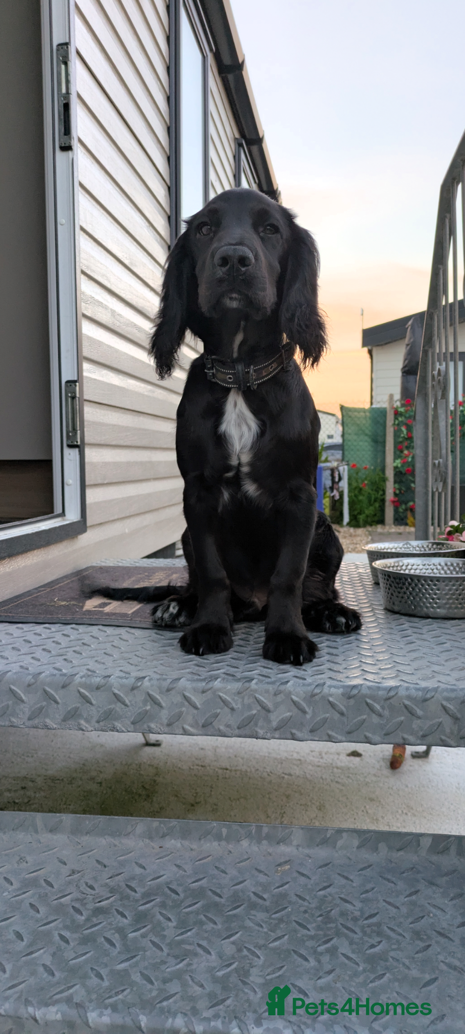Cocker Spaniel dogs for stud: KC Registered Black Cocker Spaniel Stud (unproven) - Advert 4