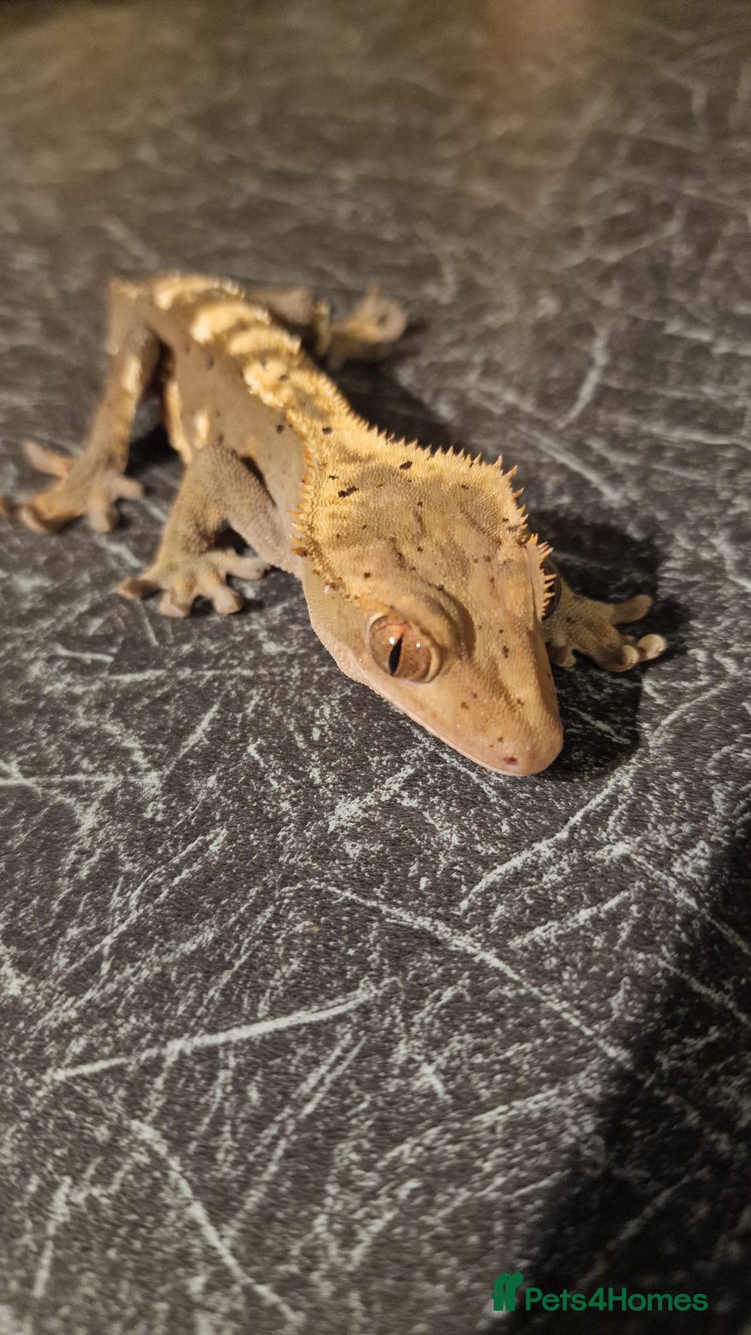 Gecko reptiles for sale: Crested Gecko - Frog Butt (no tail) - Image 2